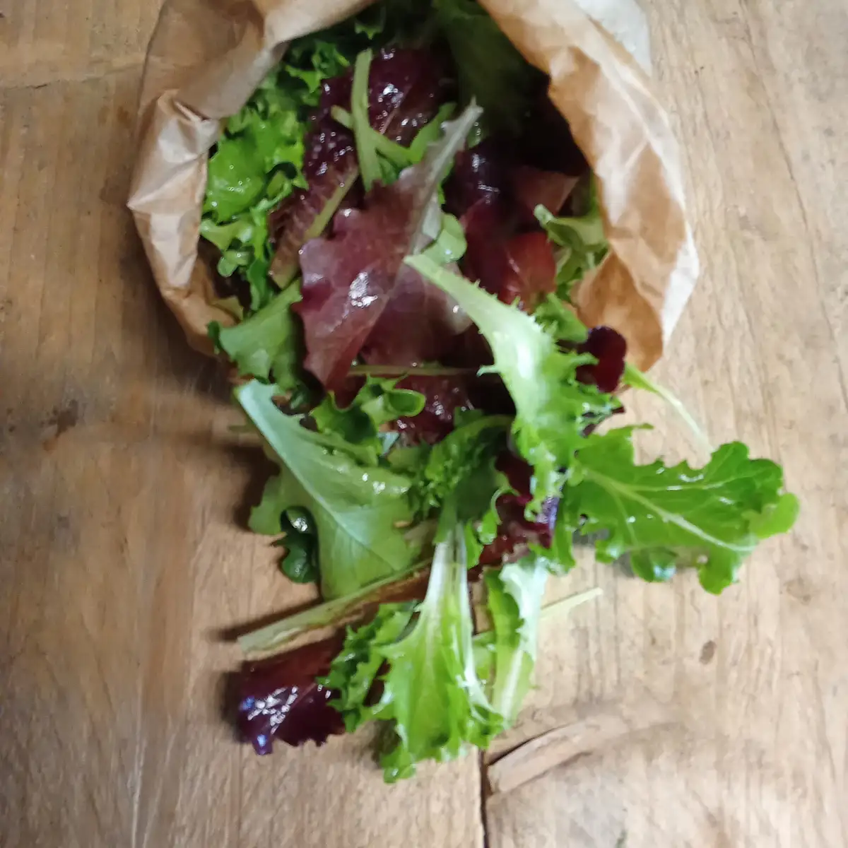 Mesclun copie