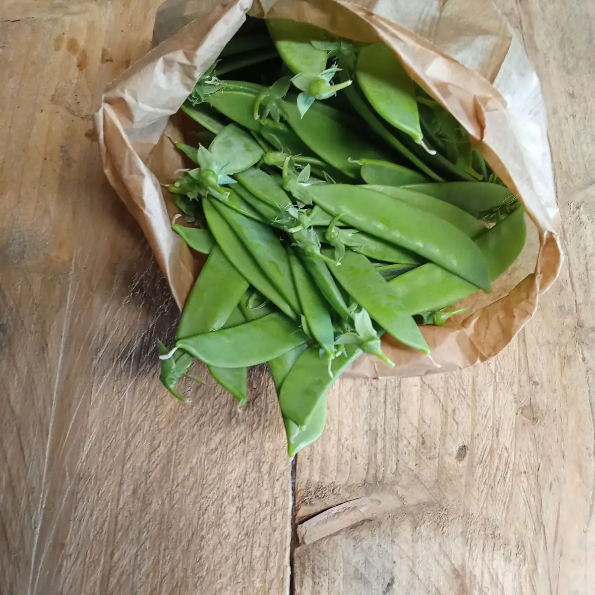 Pois gourmand ou mange tout