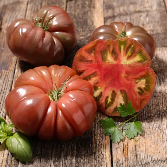 Tomate anciennes , Tomate ronde, Tomate cerise