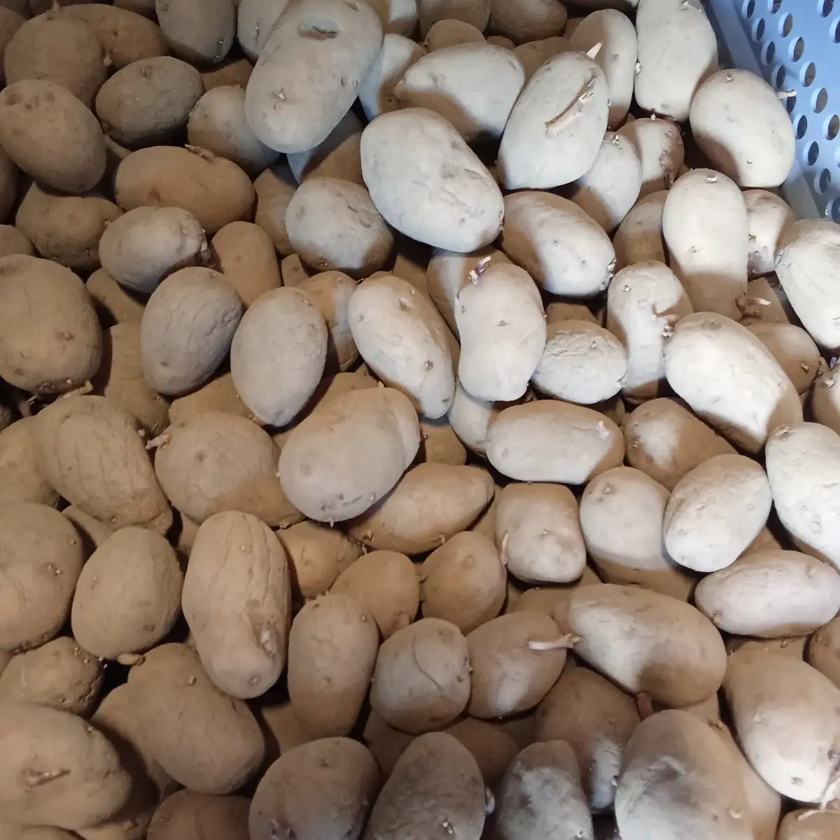 plan de pomme de terre