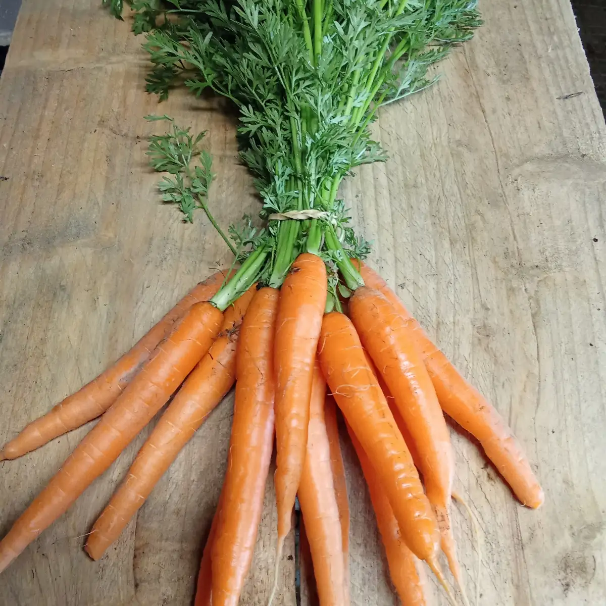 Carotte botte