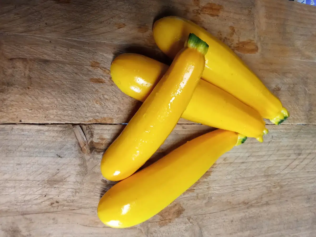 Courgette jaune