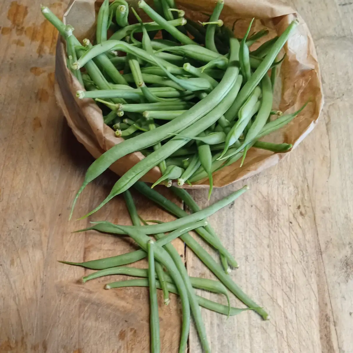 Haricot vert