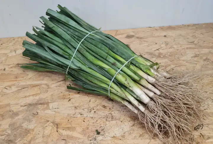 Plant de poireaux