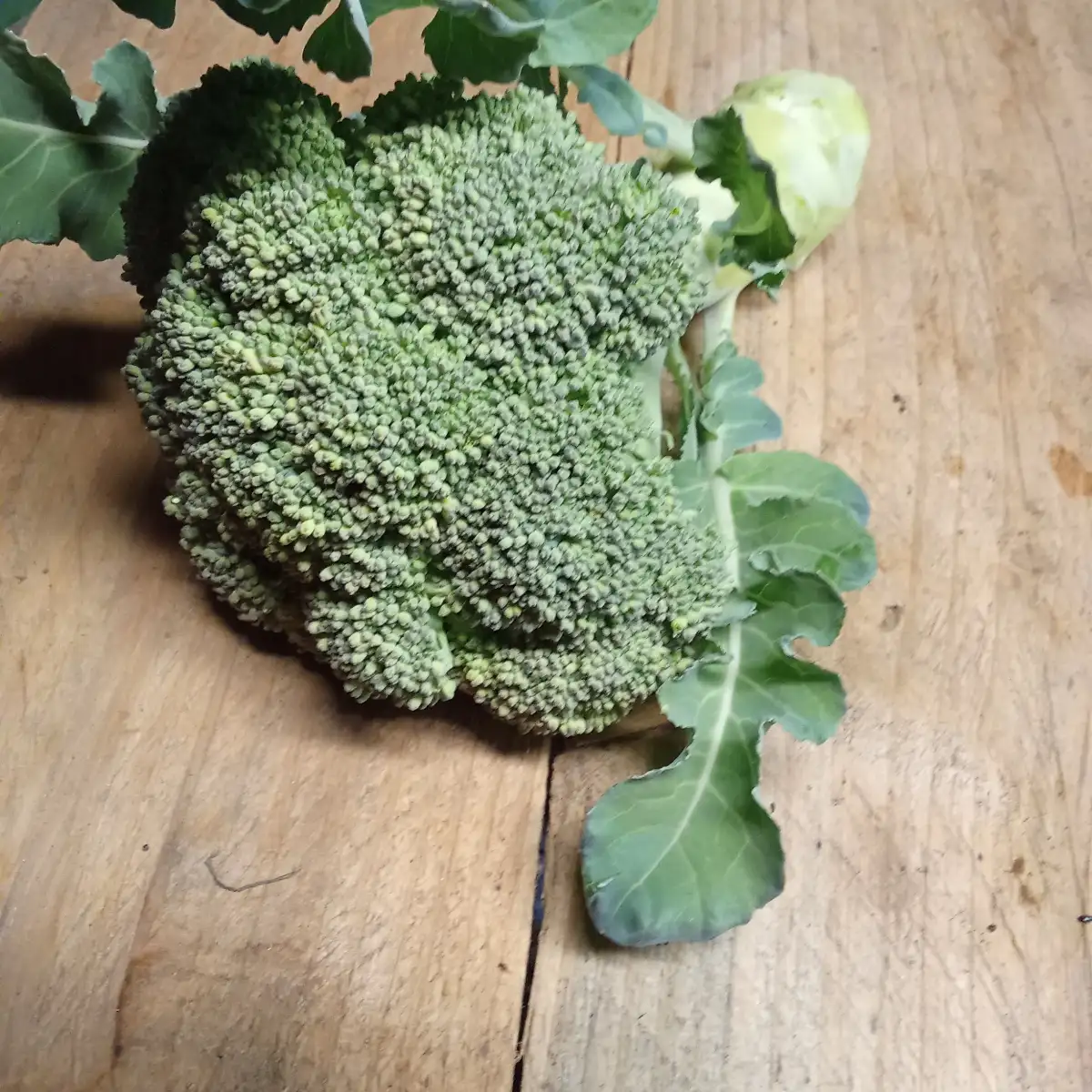 Chou Brocoli