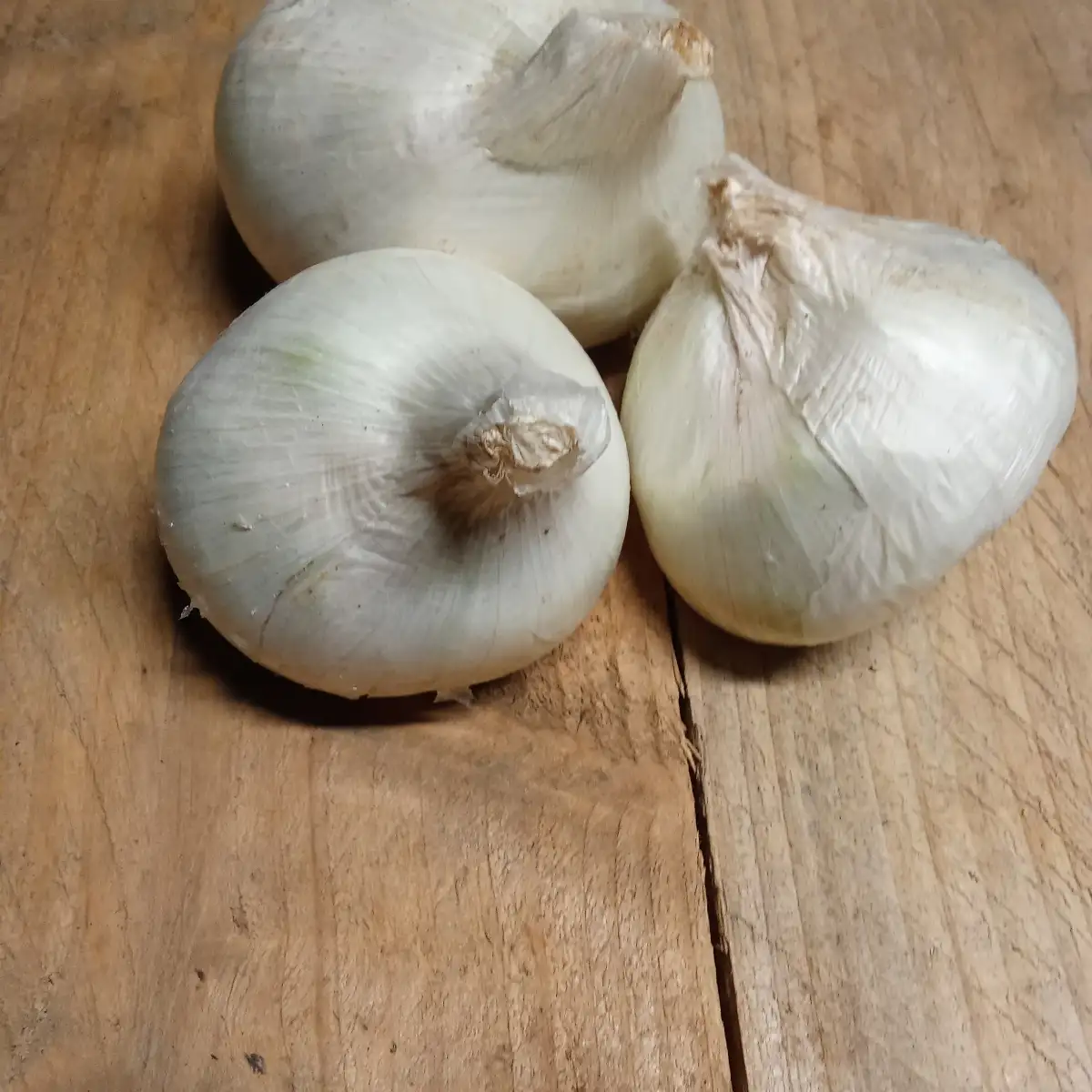 Oignons blanc (vrac)