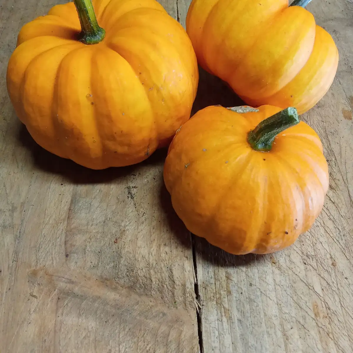 Courge 'Jack be little' (pièce)