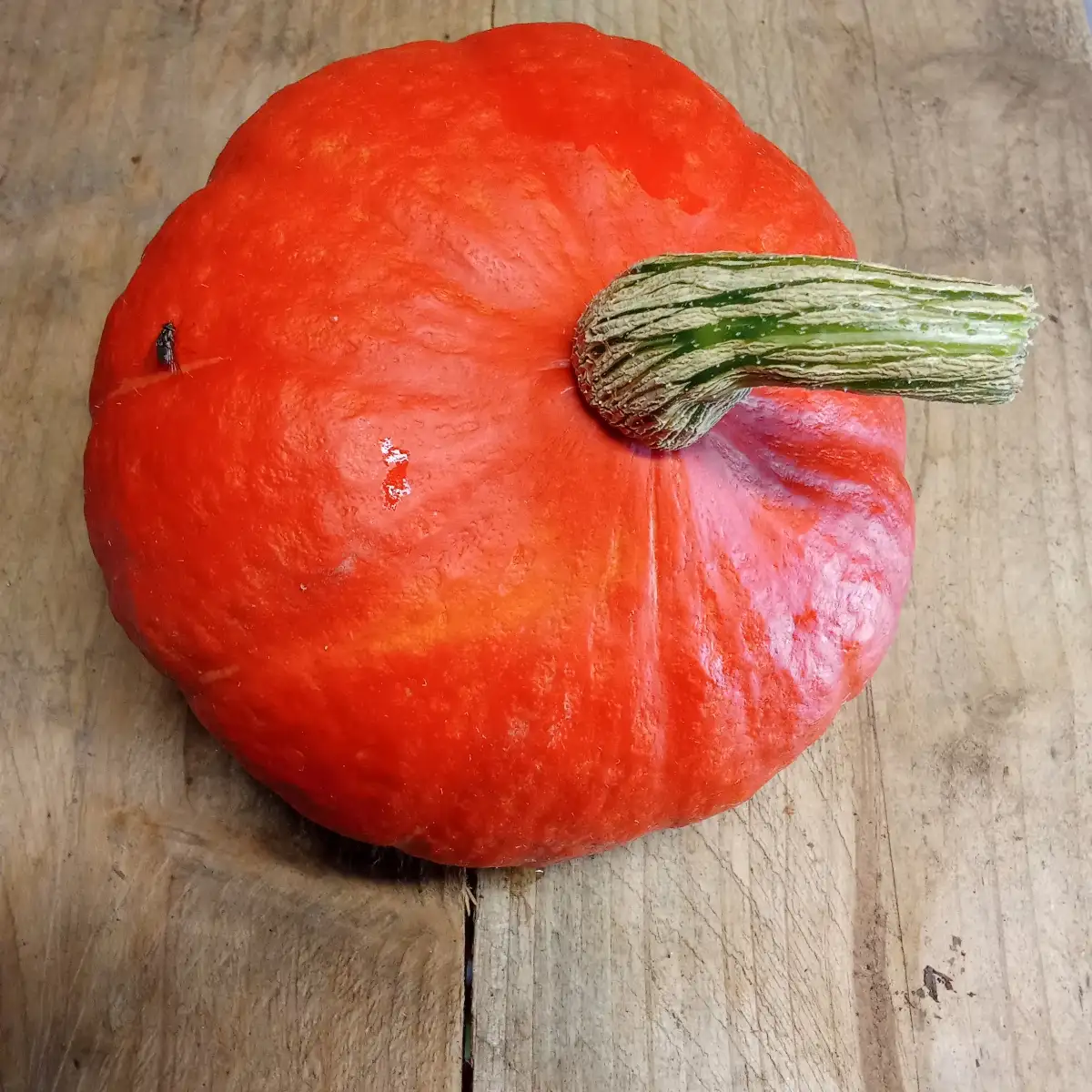 Potimarron 1kg<1,6kg (pièce)