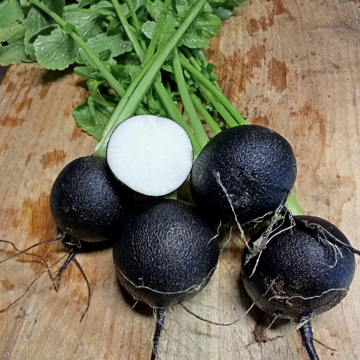 Radis noir 'Gros rond d'hiver'