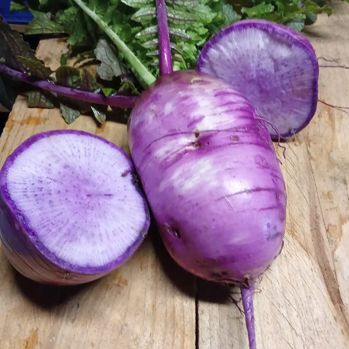 Radis d'hiver Deliblue