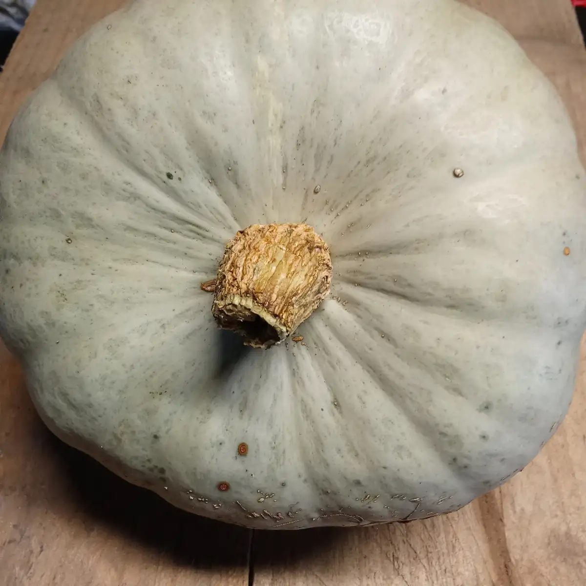 Courge de conservation