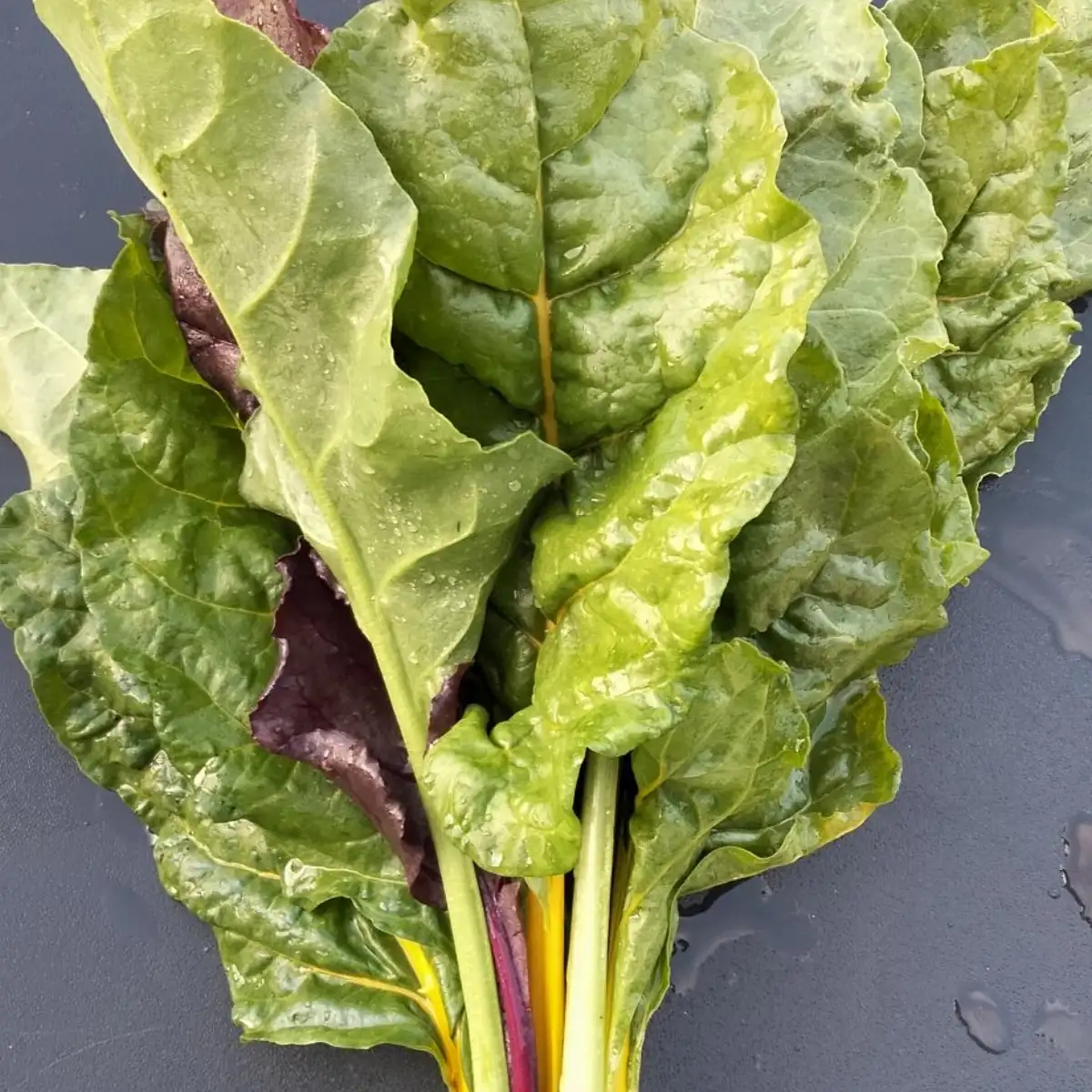 Botte de blette coloré