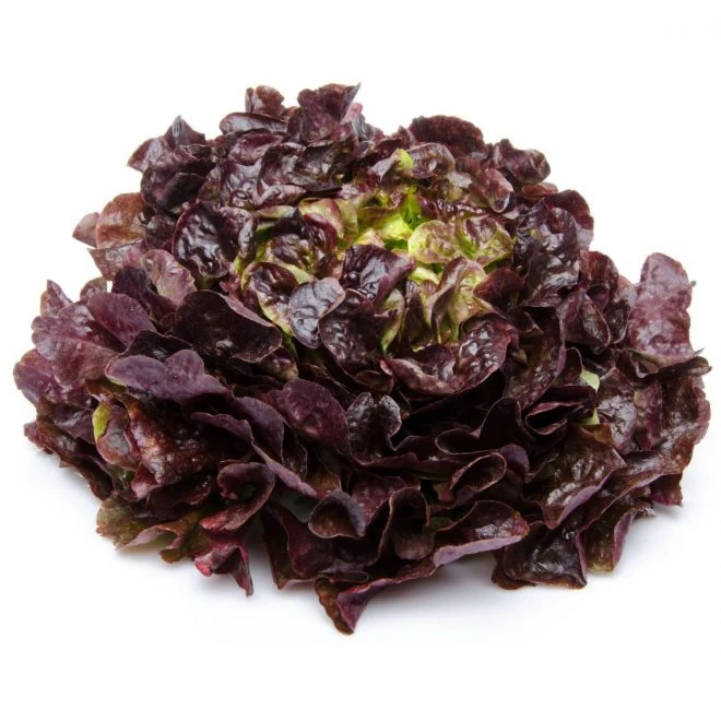 Feuille de chêne