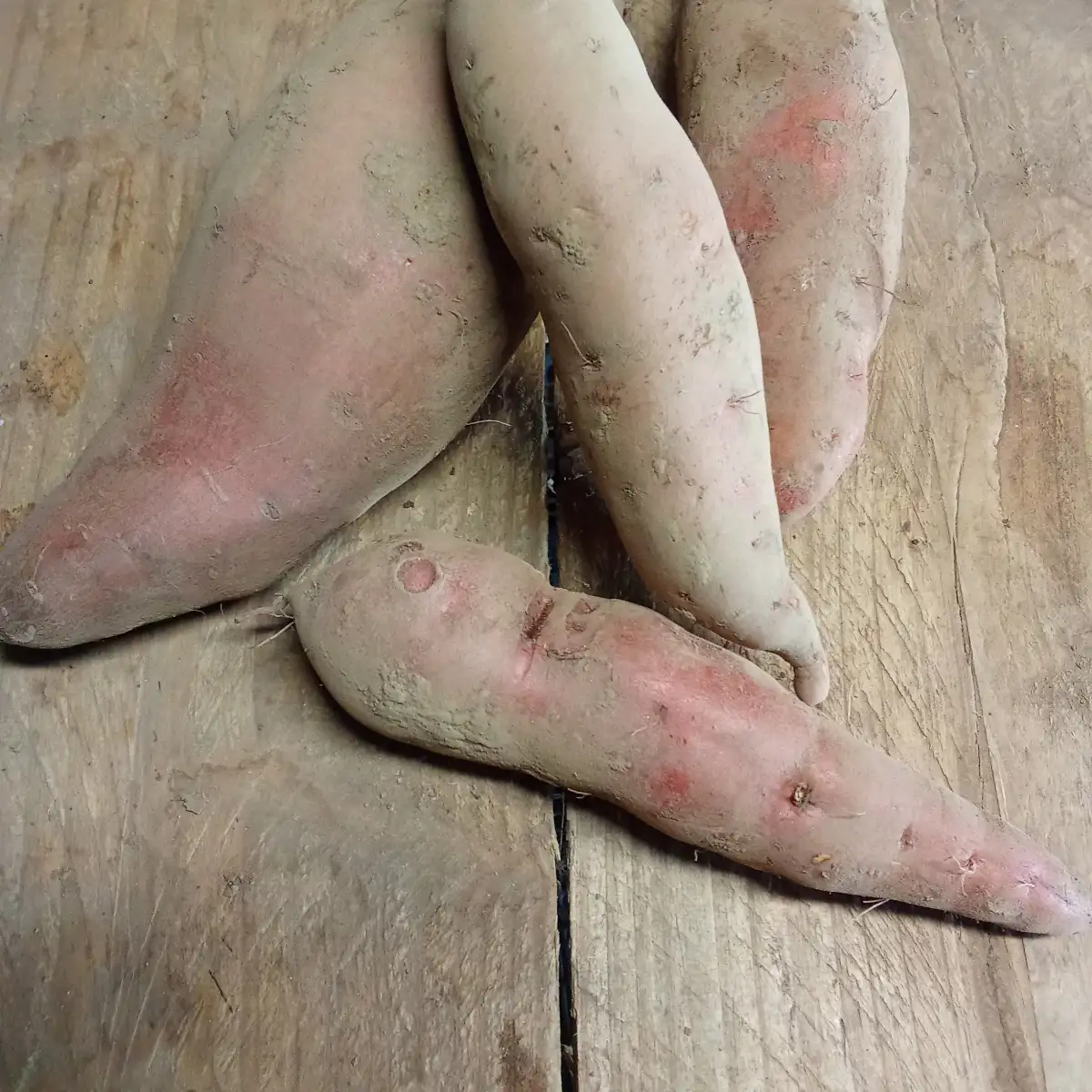 Patate douce